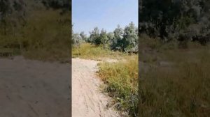 Комары на Азовском море.  Дорога на пляж, бердянская дальняя коса.  загрызают комары. Июль 2021 год