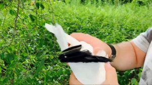 Бакинские голуби часть 4