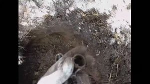 Серебряный рубль Елизаветы Петровны