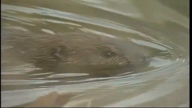 Busy beavers are headache for town