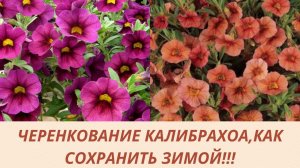 Калибрахоа! Петуния! Зимовка в домашних  условиях! Черенкую.Укореняю.Обзор черенков.