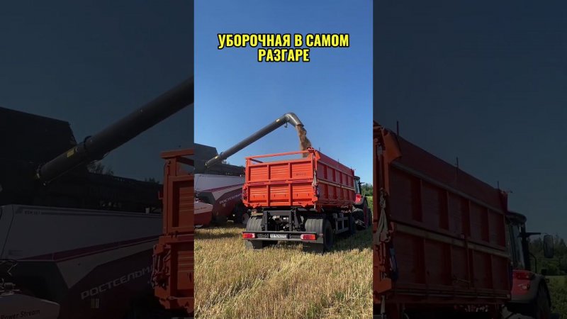 Уборочная в самом разгаре