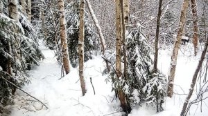 Как валить берёзу бензопилой\ уход за участком