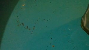 тилапия в узв 2