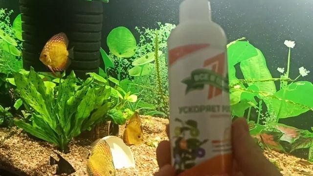 Дискусы в общем аквариуме смотреть онлайн