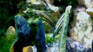 #Aquarium. Мои рыбы в растительном аквариуме. Julidochromis and planted aquarium.