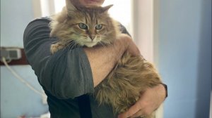 Кошке Масе 10 лет | Ее котят топили в ведре, а у хозяйки нашли онкологию