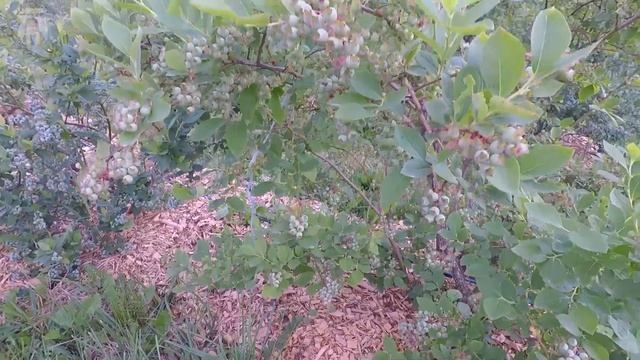 СКОЛЬКО ГОЛУБИКИ БУДЕТ В ЭТОМ СЕЗОНЕ | ОЦЕНИВАЕМ БУДУЩИЙ УРОЖАЙ смотреть онлайн