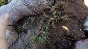 Обриета весной. Уход, мульчирование, полив, подкормка