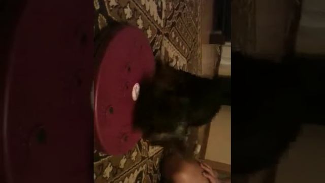 Веселый Йокшир смотреть онлайн