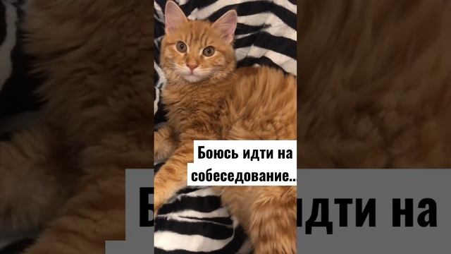 БОЮСЬ ИДТИ НА СОБЕСЕДОВАНИЕ…