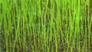 2RAUMWOHNUNG - Wir werden sehen - Paul Kalkbrenner Remix (Official Video)