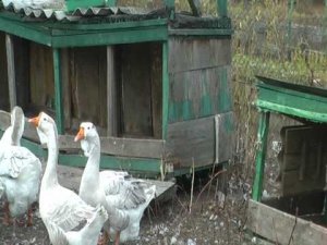 Холмогорские гуси. Автор сюжета Игорь из Орла часть2