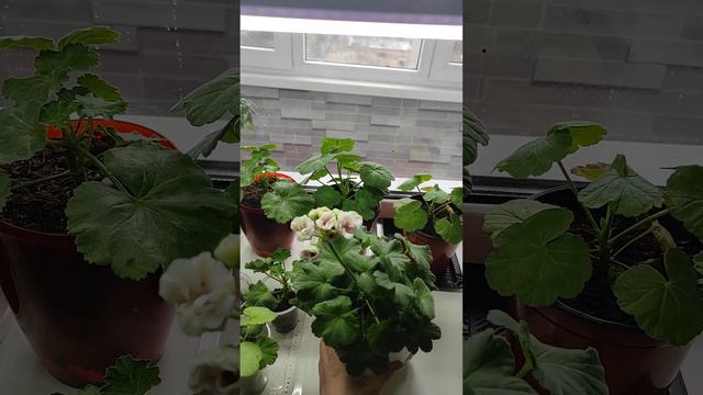 Пеларгония Ю-Менуэт зимует на подоконнике #пеларгонии #герань #растения #менуэт смотреть онлайн