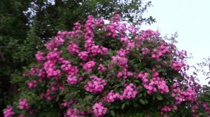 Преимущества и недостатки розы Вартбург.