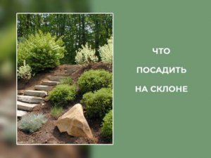 Что можно посадить на склоне?