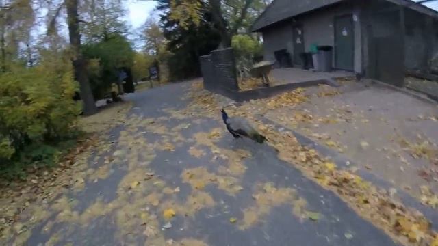 зоопарк в Хельсинки осень 2016. Korkesaari. львы и тигры смотреть онлайн