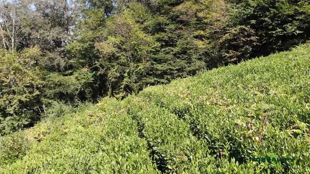 Русский чай. Кто и как делает наш чай в Краснодарском Крае. Не Иван, а настоящий. смотреть онлайн