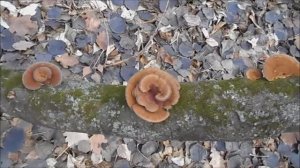 лесные находки.mp4