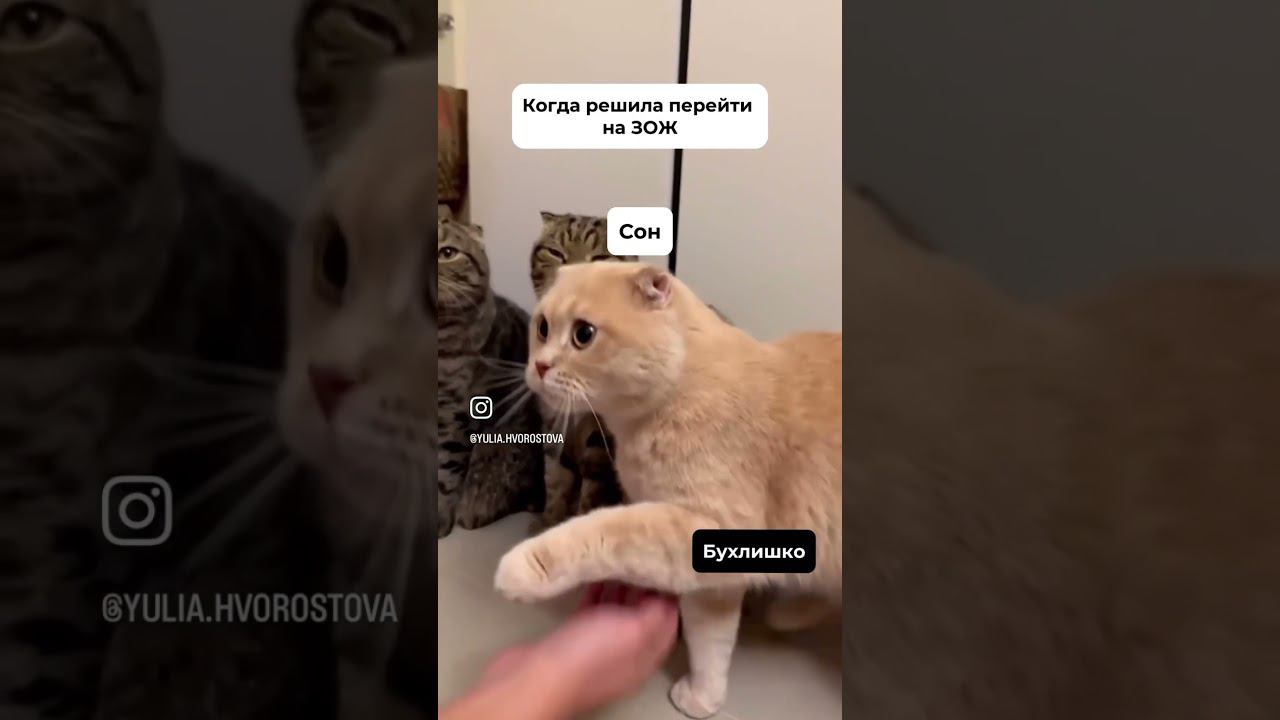 юмор котики