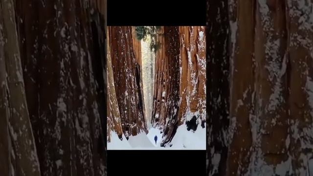 Гигантские деревья секвойи - giant sequoia trees