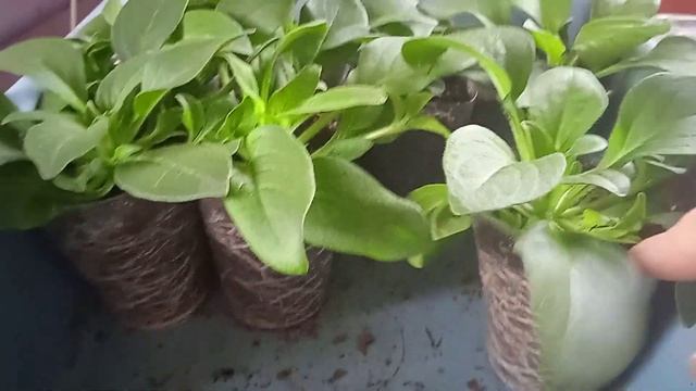 петуния Изи Вейв-Ред Велюр развитие корня 17.02.22 смотреть онлайн