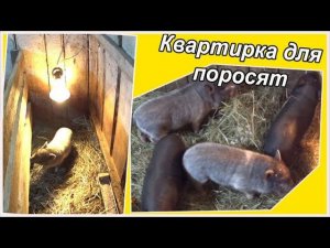 Даешь поросятам квадратные метры Деревенская жизнь Зауральского подворья