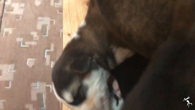 2 Weeks Old - Husky Puppies смотреть онлайн