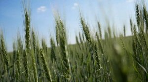 Футаж поле созревающей пшеницы.