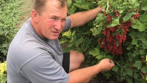 Смородина сорт Валентиновка в условиях южной жары.