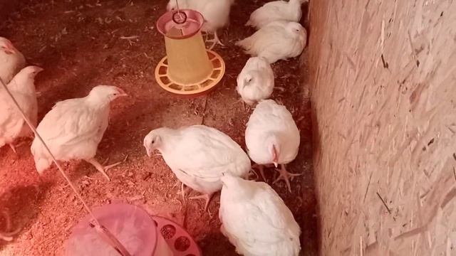 Цыплята адлерская серебристая две недели и обзор бройлеров в два месяца.