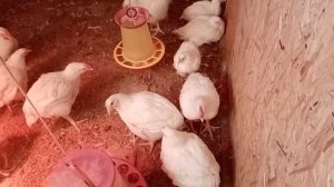 Цыплята адлерская серебристая две недели и обзор бройлеров в два месяца.