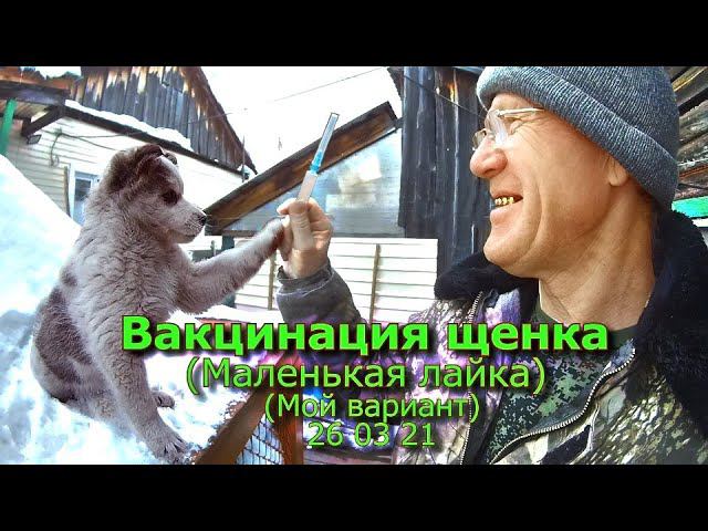 Вакцинация щенка (Маленькая лайка) 26 03 21