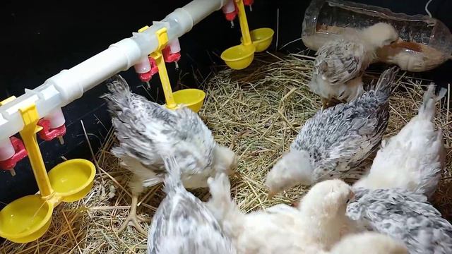 🐓куры🐓🐥цыплята🐤 18 февраля 2024 г. смотреть онлайн