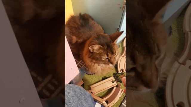 выставка кошек в Петрозаводске смотреть онлайн