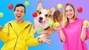 Игры с собакой в ПРЯТКИ! Смешное видео для детей про корги Альфа