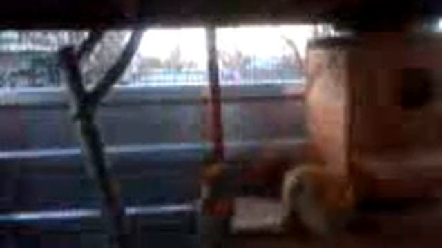 Белки в вольере смотреть онлайн