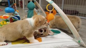 Малыши корги знакомятся с развивающим ковриком. Фрай Винд Х-помет, щенки вельш корги пемброк