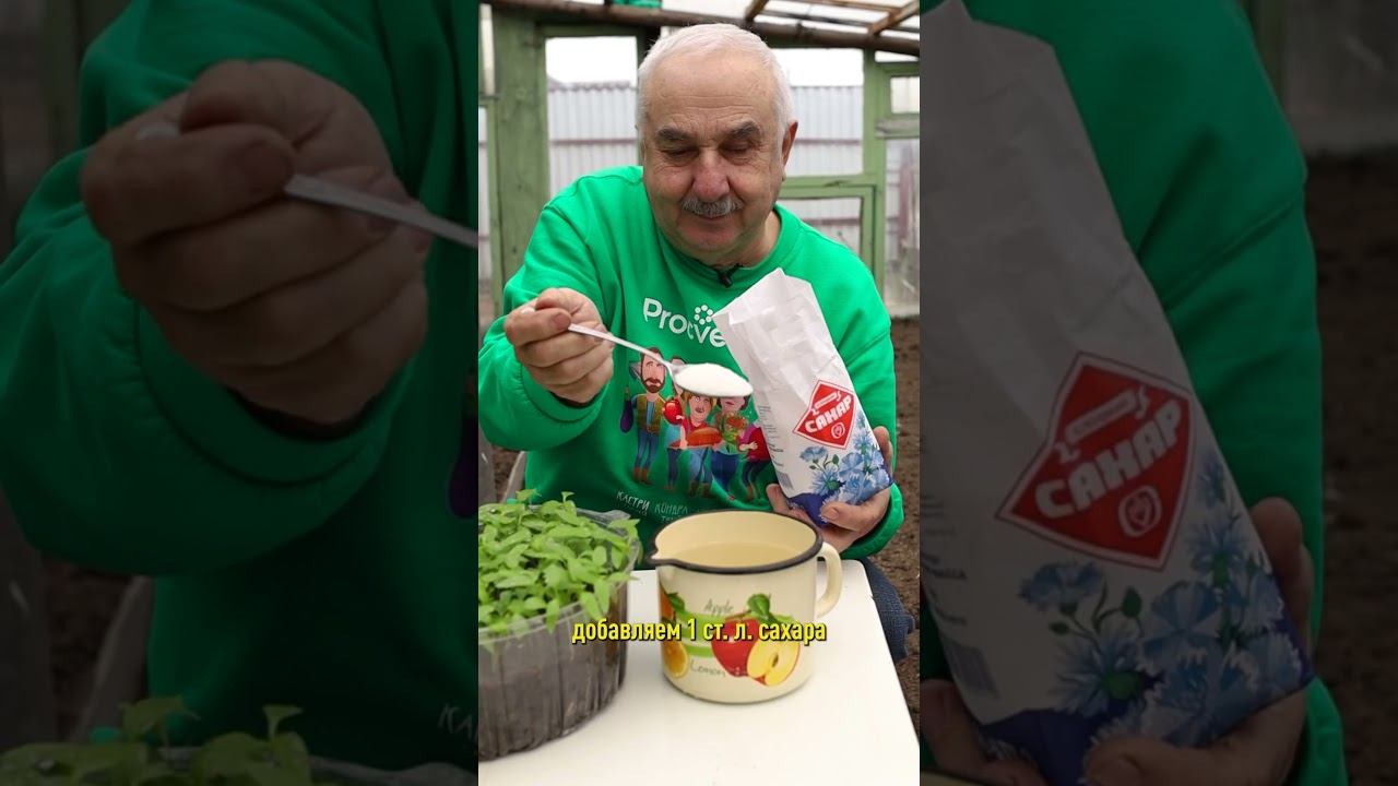 Зачем опытные огородники подкармливают рассаду сахаром? Чтобы урожай стал больше и слаще!