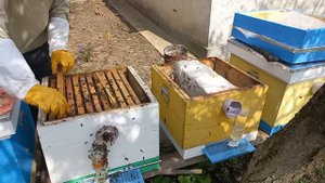 Как спасти матку с кучкой пчел. Спасаем матку в однорамочной семье.