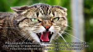 Почему кошки шипят