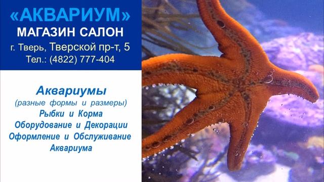 АКВАРИУМ купить в Твери, магазин аквариумов, аквариумные рыбки смотреть онлайн