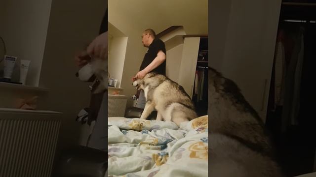 Маламут Путя - защитник дома