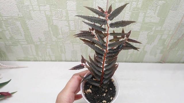 Begonia pteridiformis red form для Ирэн. смотреть онлайн