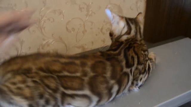 Бенгальский котик Elvis (Рафаэль+ Камелия) смотреть онлайн