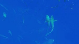 La Palma Villa Ukulhas Shark Excursion (Maldives)