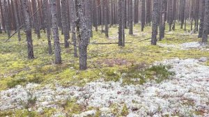 ГРИБНИК В ОБМОРОКЕ! ПОПАЛ В СКАЗКУ! БЕЛЫЕ ГРИБЫ ЕЛОВЫЕ, БЕРЕЗОВЫЕ и СОСНОВЫЕ БОРОВИКИ! КАРЕЛИЯ 2021