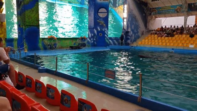 Дельфинарий НЕМО. Морской ЛЕВ чудит трюки 》》》 Одесса 2020 смотреть онлайн
