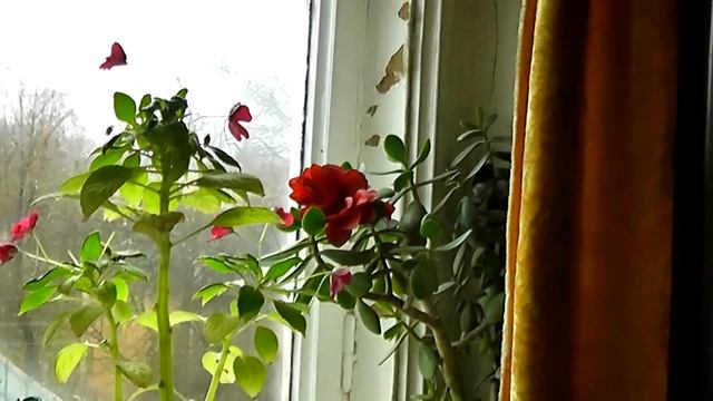 Panasonic hdc - tm 80 test смотреть онлайн