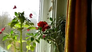 Panasonic hdc - tm 80 test